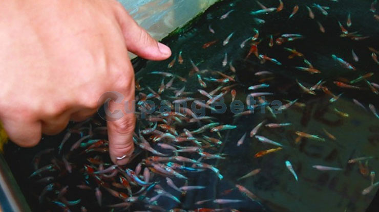 Umur Berapa Ikan Cupang Mutasi