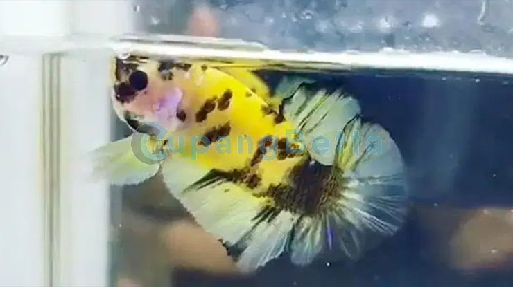 Jenis Ikan Cupang Yellow Koi