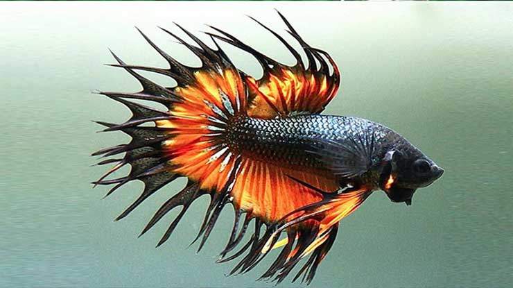 Ikan Cupang Crowntail