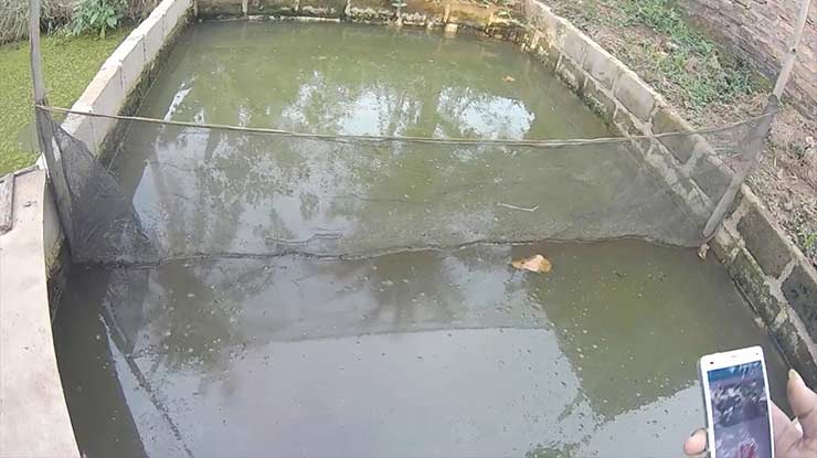 Siapkan kolam Budidaya Kutu Air