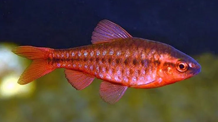 Ikan Cherry Barb