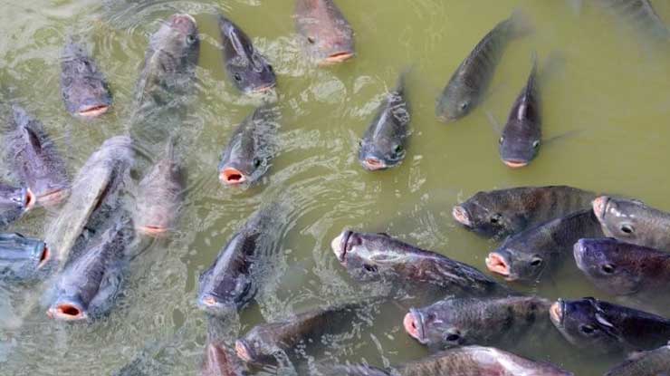 Penyebab Ikan Nila Tidak Mau Makan Umpan Pemancing