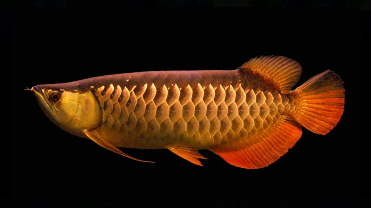 Arwana Red Tail Golden