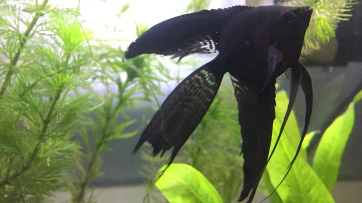 Black Veil Angelfish