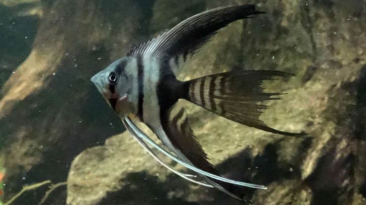 Half Black Angelfish