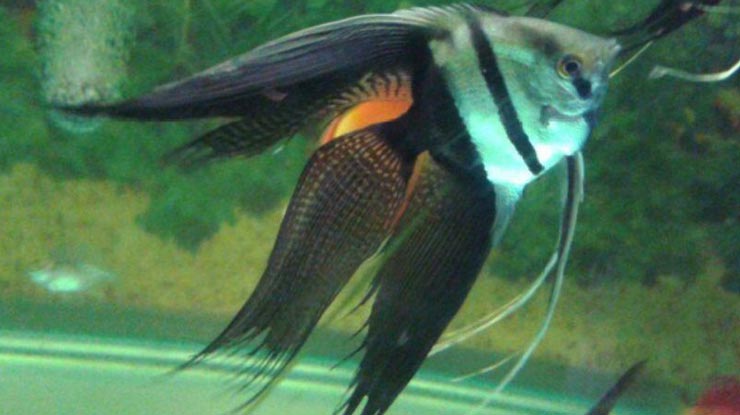Manfish Slayer