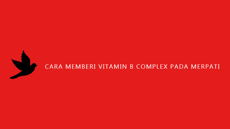 Cara Memberi Vitamin B Complex Pada Merpati