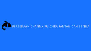Perbedaan Channa Pulchra Jantan dan Betina