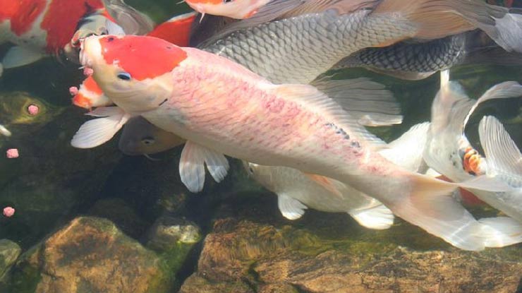 contoh ikan koi terkena badan merah