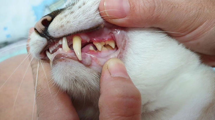 penyebab bibir kucing sariawan