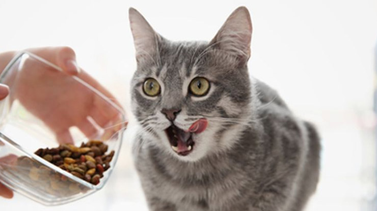 reaksi kucing makan felibite
